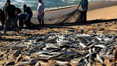 Ministério da Pesca encerra captura de tainha por arrasto de praia após cota atingir 90%