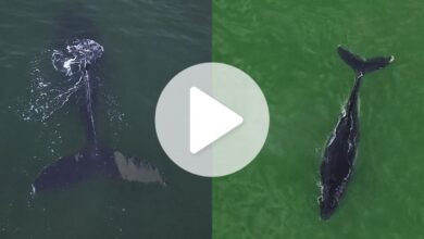 Baleias gigantes dão espetáculo ao serem flagradas por drone durante alargamento de praia em SC
