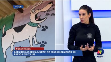 Cães resgatados ajudam na ressocialização de presos em Itajaí