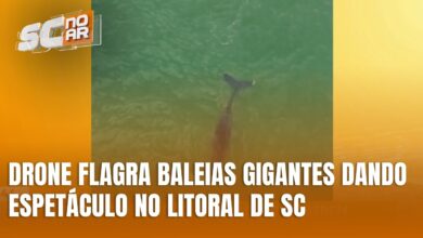 Drone registra espetáculo de baleias gigantes na Praia do Gravatá