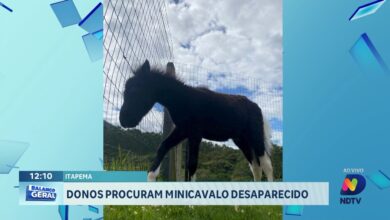 Família busca informações sobre minicavalo desaparecido em Itapema