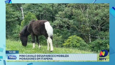 Itapema: família busca informações sobre mini cavalo perdido