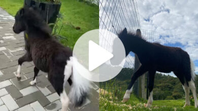 Minicavalo do tamanho de um cachorro desaparece e donos oferecem recompensa em SC
